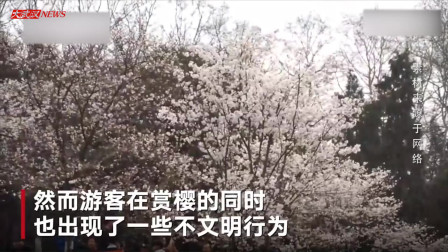 文明赏花！武汉大学樱花惨遭毒手 不少游客拉扯树枝合影
