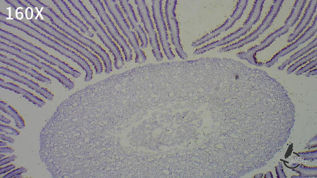 使用光学显微镜观察【伞蕈切片】(agaricus sec.