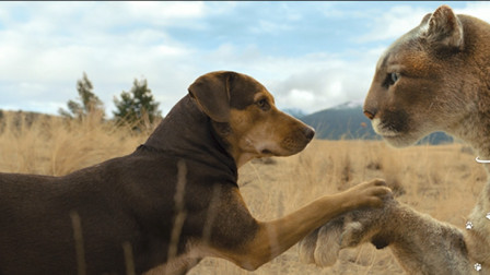 小美洲豹母亲被射，流浪狗将美洲豹抚养长大，从此保护狗的一生