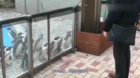 日本这只企鹅走红了救活快倒闭的动物园游客顶着核辐射参观