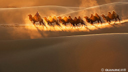 《沙漠骆驼》小李飞琴翻唱