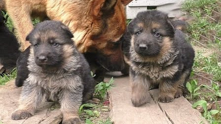 小德牧怎么那么像田园犬?
