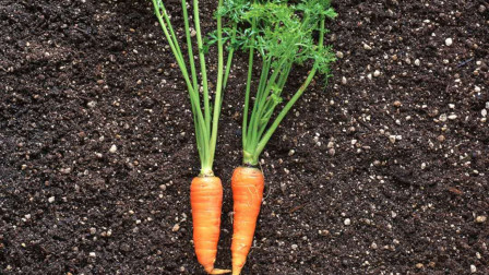 胡萝卜的成长过程你知道吗？胡萝卜苗在舌尖上的美味，你知道多少