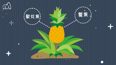 菠萝是长在地上还是长在树上？