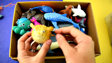 嘟当曼在纸箱里发现一只河豚玩具