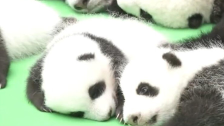 熊猫团子出生不久，好像吃了伸腿瞪眼丸，网友：明明是芝麻汤圆