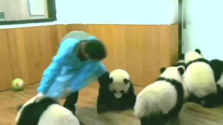 大熊猫宝宝真是比孩子还要难带，真的是辛苦奶爸奶妈了！