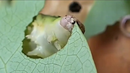 毛毛虫吃叶子真讲究，每一口必须从头吃到尾，咔嚓咔嚓的吃的真香