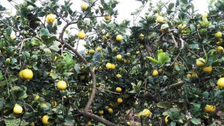 柠檬种植要注意及时的清除田蛆，保证柠檬树的健康！