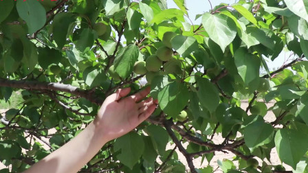 杏子很好吃，但是你见过杏树吗，快来学习种植杏树的技巧吧