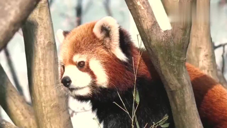 小熊猫同样是吃竹子的熊猫，我为什么凭什么没有大熊猫可爱