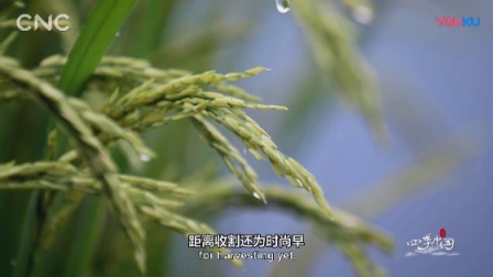 二十四节气大型体验式纪录片《四季中国》第八集：小满（5分钟版）