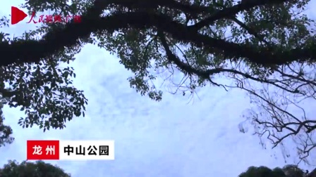 微视|广西龙州县: 天琴弹唱宣传反