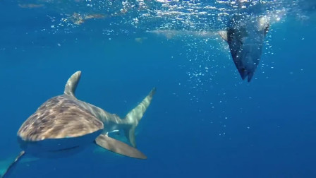 在深海钓金枪鱼，不料引来鲨鱼抢食，索性浪费一条金枪鱼钓鲨鱼玩一下