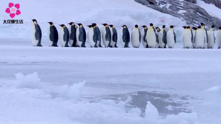 为什么寒冷的北极没有一个企鹅