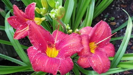 庭园花卉-一日百合