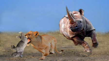 小犀牛被狮子追赶,急中生智跑回妈妈身边,躲过了一劫