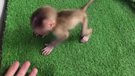 实拍猴宝宝学习走路，仔细看它的动作，超萌超可爱
