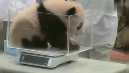熊猫：大熊猫宝宝逃避称体重，被奶爸发现抱回体重秤上，好可爱的样子