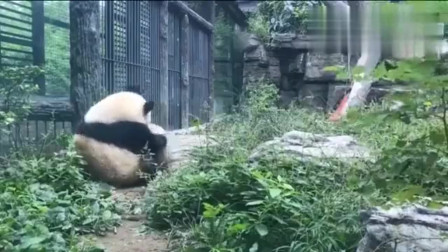 大熊猫萌兰 么么儿居真是个活泼调皮的胖娃儿!