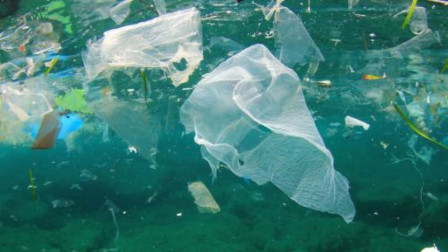 这种生物以垃圾为食，可以净化海洋系统吗？环境问题果然很头疼！