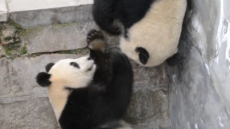 2只大熊猫打架，当着游客的互相打耳光，国宝的形象都不要了