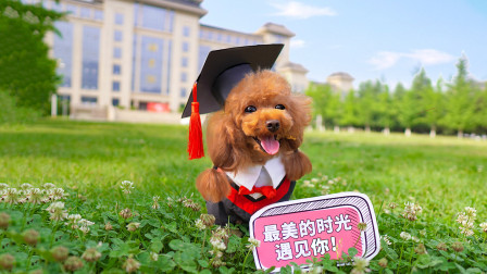 毕业那年的夏天你还记得吗？主人带狗狗重走校园路，致我们的青春！