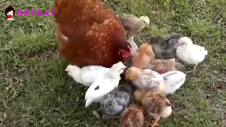 超可爱的母鸡妈妈和小鸡，真是太有趣了