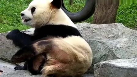 熊猫：熊猫“蔓越煤”：你看我性感吗？这年头光妖娆已经不行了