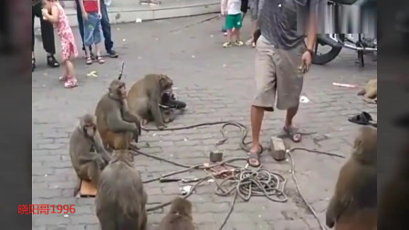 街头耍猴，猴子的表演真厉害