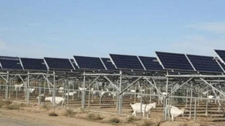 中国光伏发电站如何解决世界难题？竟然放三千只羊？看完傻眼了！
