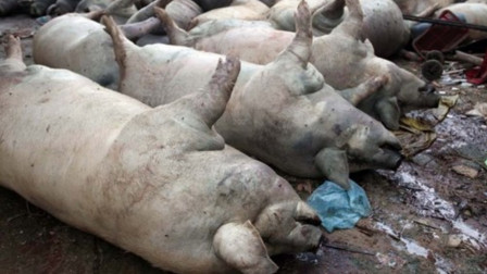 农村生活新鲜事 病的猪都是怎么，真的做成火腿肠吗？