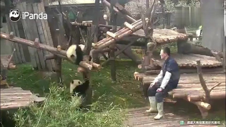 熊猫：熊猫奇一以大欺小，奶爸你真的不管吗