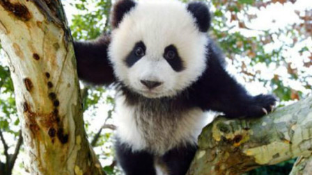 贪玩熊猫从树上掉下来，还好被奶爸接住，熊猫：吓死宝宝了