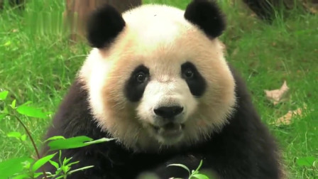 熊猫：大熊猫星繁梅兰钓猫，梅兰表示奶爸你喊肉肉，肉肉是谁
