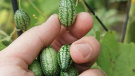 世界上最小的西瓜，比葡萄还小，价格却让人深吸一口气！