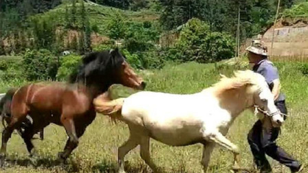 两匹棕马为了一匹白母马竟打起架，但看这样子，母马好像不领情啊
