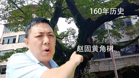你见过四川小镇的黄角树吗，160多年的历史，在达州赵固镇