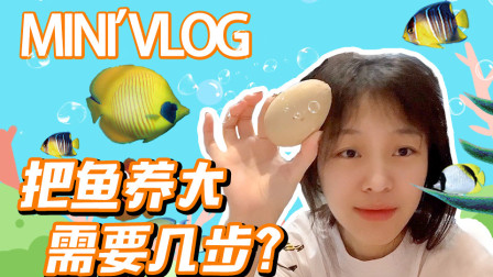 【大胃mini的Vlog】Mini养鱼记