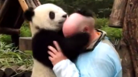国外秃头大叔和熊猫互动，团子顿时沉迷“卤蛋”，笑摸秃头！