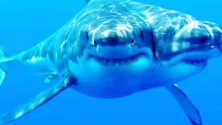 为何现如今双头鲨鱼越来越多?难道又是人类的锅?专家一语道破