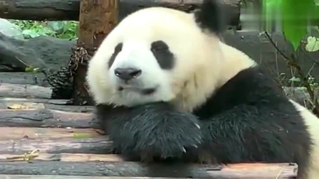 萌宠熊猫：咱家成实也会说话，慵懒的回应着奶妈，小手手简直不要太萌