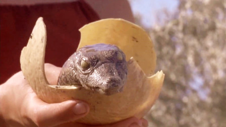 女孩捡到一个巨型鳄鱼蛋，将孵出的小鳄鱼还给了巨鳄，国外冒险片