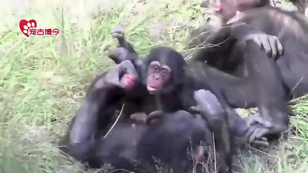 黑猩猩的亲子时光：妈妈躺在地上，给猩猩宝宝当飞机