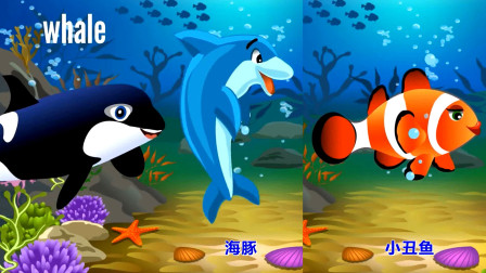 快乐英语有关海洋生物的英语单词合集鲸鱼海豚龙虾小丑鱼海豹水母