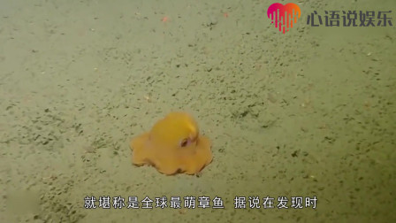 深海有种超萌超可爱的动物：烙饼章鱼，你见过吗？我相信你看过绝对会喜欢上它
