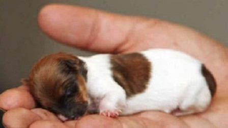 世界上最小的狗，比巴掌还小，可在茶杯里游泳