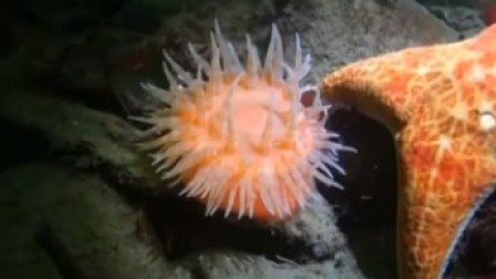 海底罕见一幕 海葵“拔腿就跑”