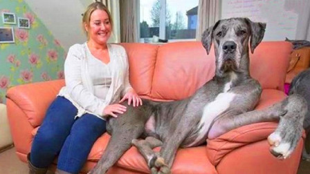 世界上体型最大的狗，女主人竟为它奉献自己的一切？终身不嫁人