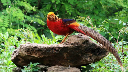 男子山中抓回一只野鸡,声称是凤凰,村长:千万不能吃